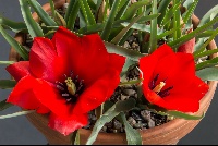 Tulipa 'Red Hunter'